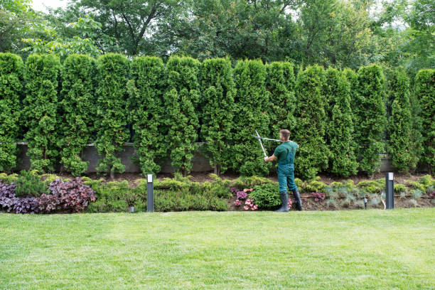 Best Stump Grinding and Removal  in Cimarron, KS