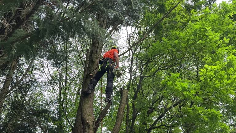 Best Emergency Tree Removal  in Cimarron, KS