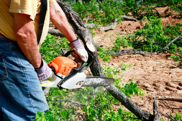 Best Tree and Shrub Care  in Cimarron, KS